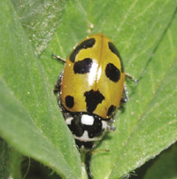 Photograph of adult ladybird beetle Hippodamia parenthesis.